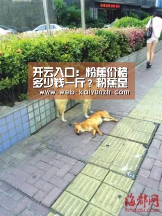 开云入口:粉蕉价格多少钱一斤?粉蕉是寒性还是热性?(图4) 开云入口