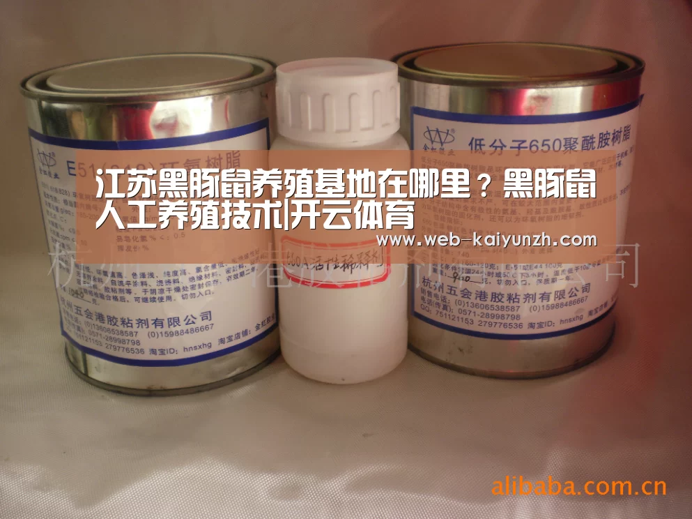 江苏黑豚鼠养殖基地在哪里?黑豚鼠人工养殖技术|开云体育(图2) 开云入口