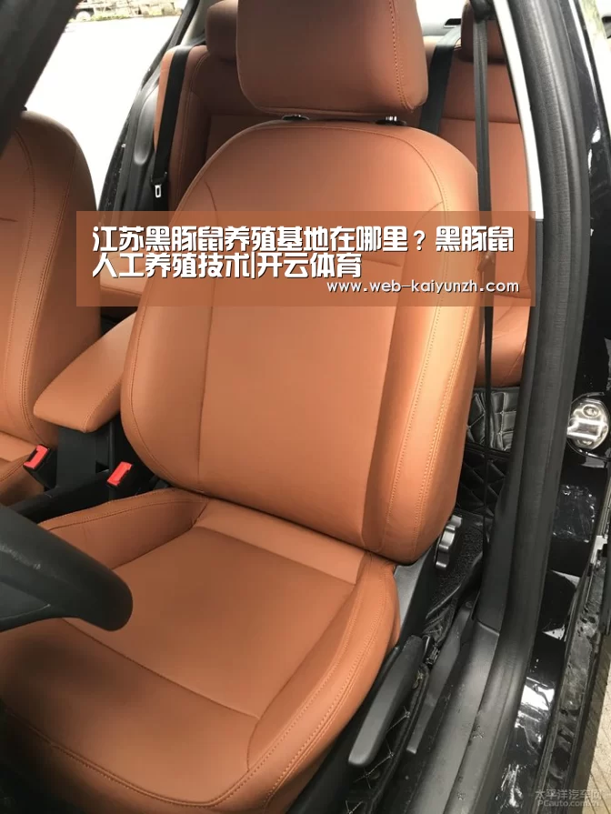 江苏黑豚鼠养殖基地在哪里?黑豚鼠人工养殖技术|开云体育(图3) 开云体育